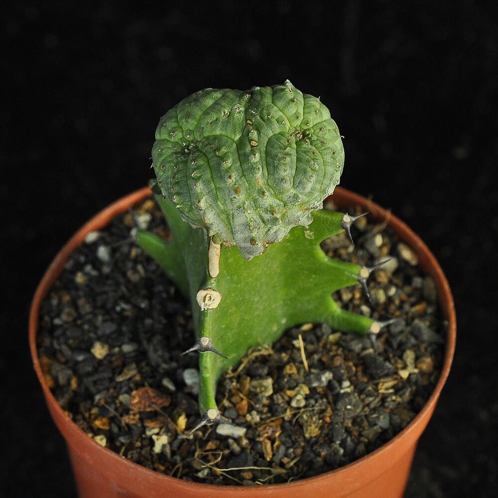 Euphorbia obesa crest