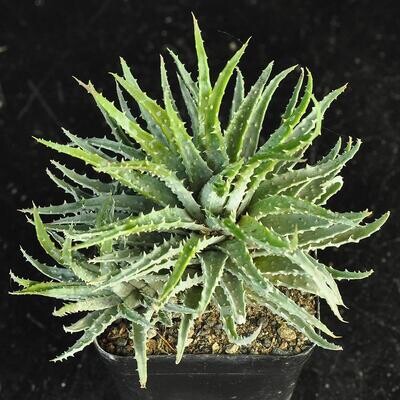Aloe humilis hybrid