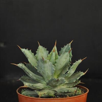 Agave isthemensis 'Becky' White medio picta