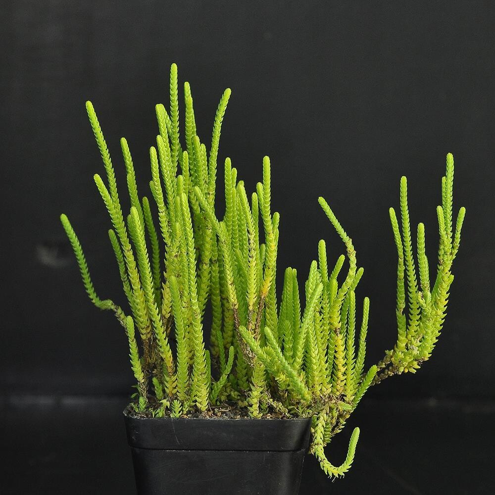 Crassula muscosa &lsquo;Princess Pine&rsquo; - India&rsquo;s #1 Online Garden Store | Buy