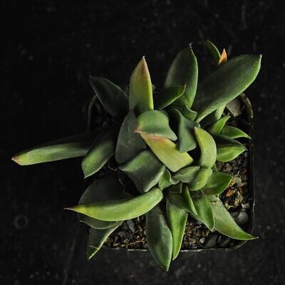 Gasteria armstrongii (Pointed Form)