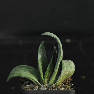 Gasteria maculata cv. Little Warty (Gasteria cv. Little Warty)