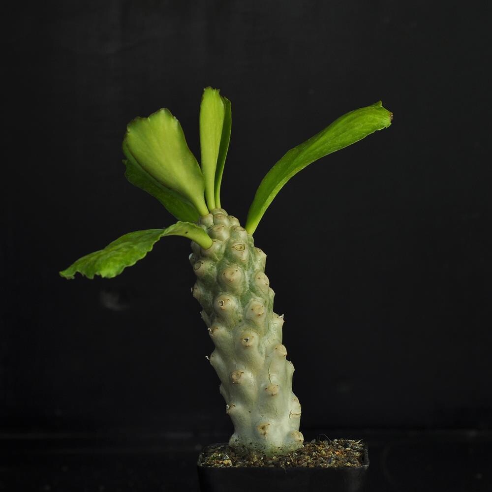 Euphorbia unispina v inermis ( Candle Plant) Euphorbia unispina v inermis ( Candle Plant)