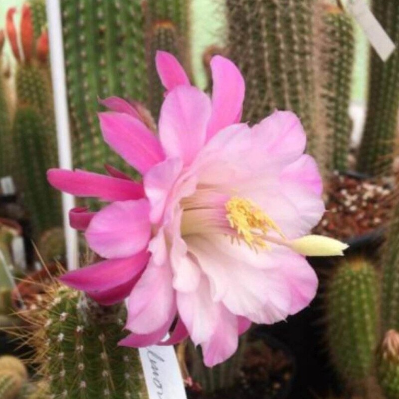 Hildewintera Pink Norheim