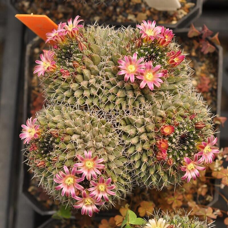 Mammillaria kewensis-flower