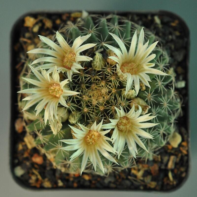 Mammillaria Heyderi Ssp. Hemispherica
