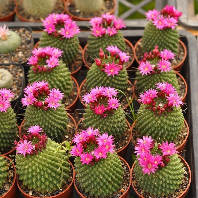 Mammillaria spinosissima cv. 'Un Pico'