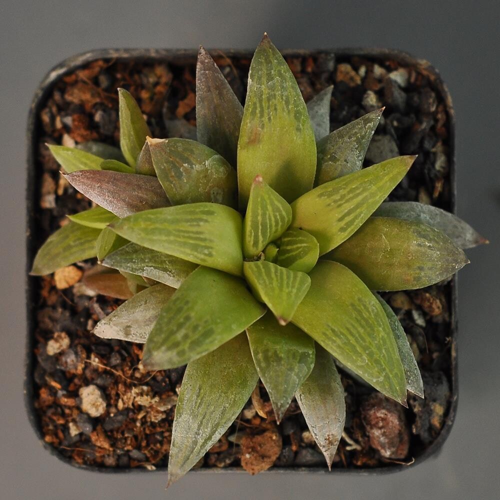 Haworthia retusa geraldi