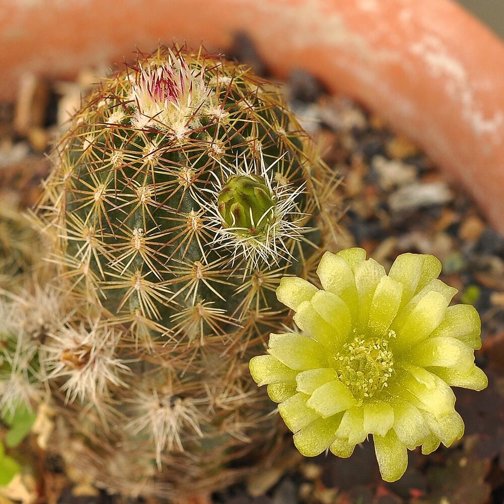 Echinocereus viridiflorus var robustior Echinocereus viridiflorus var robustior-Flower