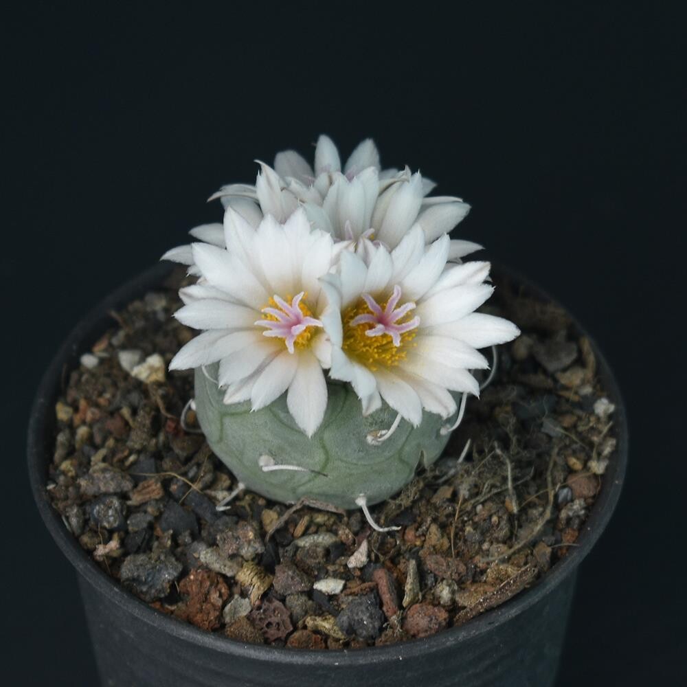 Turbinicarpus schmiedickeanus raro seme cactus 10 SEMI Turbinicarpus schmiedickeanus raro seme cactus 10 SEMI