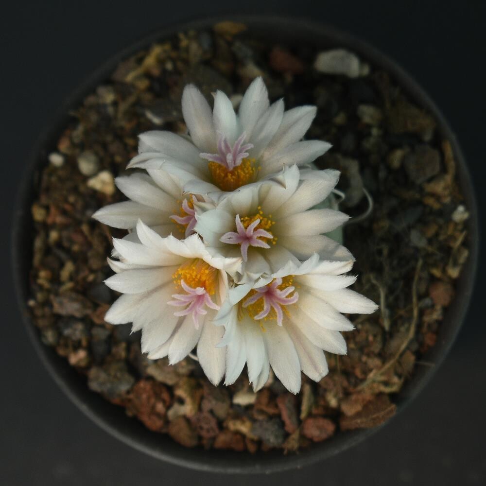 Turbinicarpus Schmiedickeanus Ssp. Schwarzii