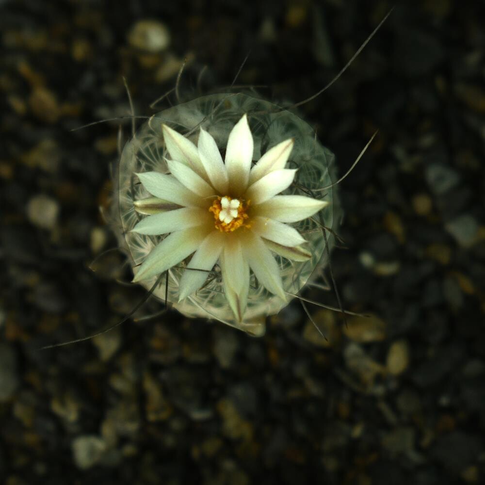 Turbinicarpus Schmiedickeanus Ssp. Dickisoniae Turbinicarpus Schmiedickeanus Ssp. Dickisoniae