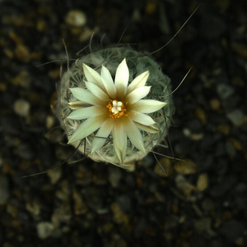 Turbinicarpus Schmiedickeanus Ssp. Dickisoniae