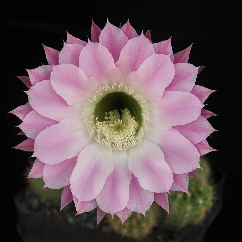 Echinopsis 'Púrpura Delicado' is a prized hybrid cactus, named for its stunning, large, and delicate purple flowers.