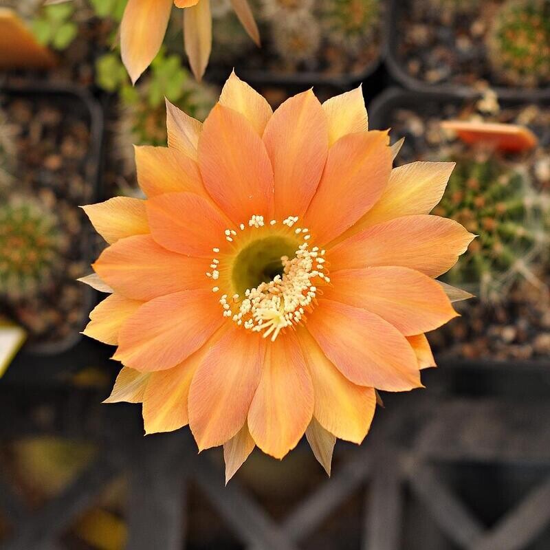 Echinopsis hybrid Gertrude x Coronation- FLOWER 