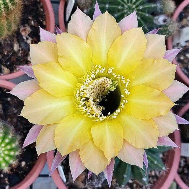 Echinopsis hybrid Takeda-FLOWER