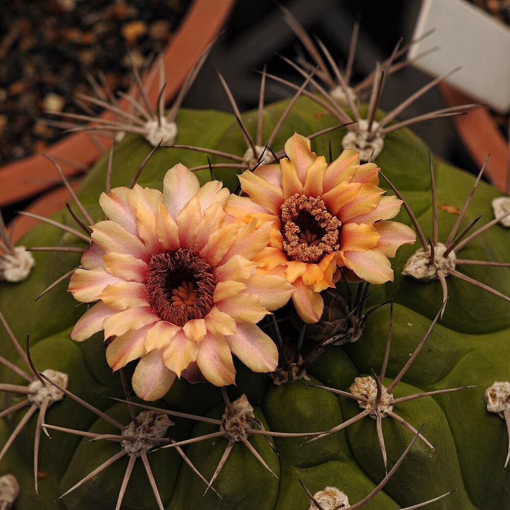 Gymnocalycium pflanzii
