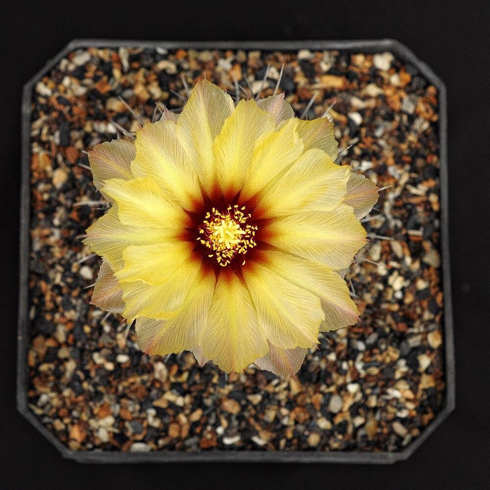 Coryphantha Borwigii (Syn: Coryphantha Salinensis) - Pretty Yellow Flower Top View