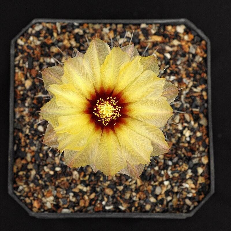 Coryphantha Borwigii (Syn: Coryphantha Salinensis) - Pretty Yellow Flower Top View