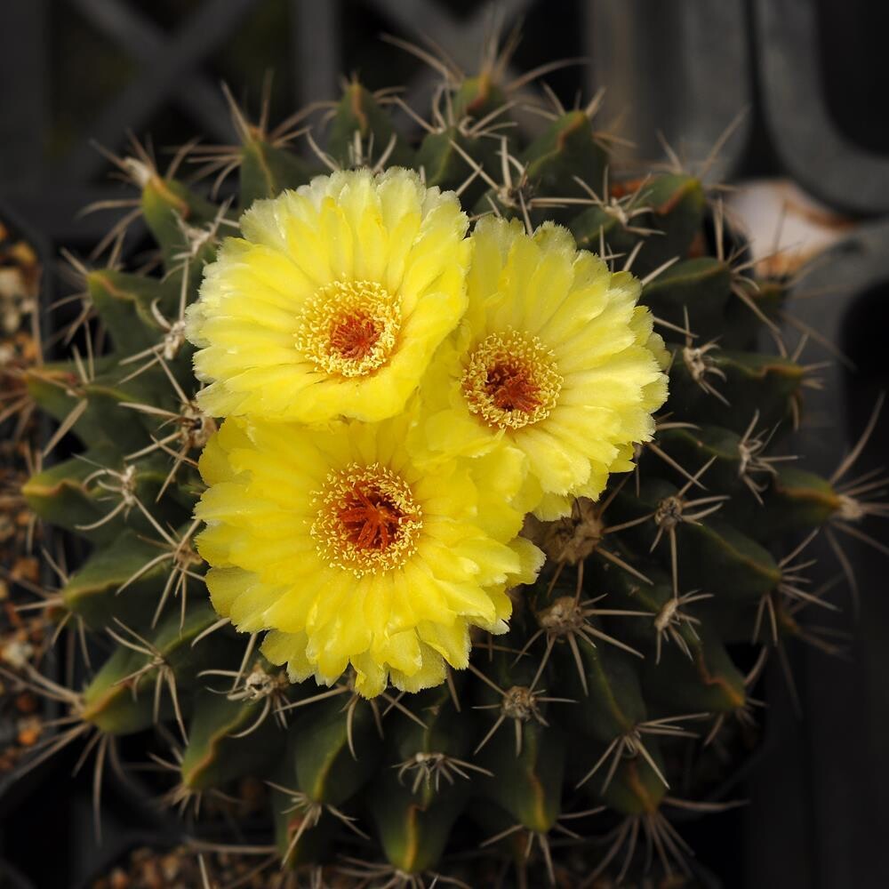 Wigginsia turbinata