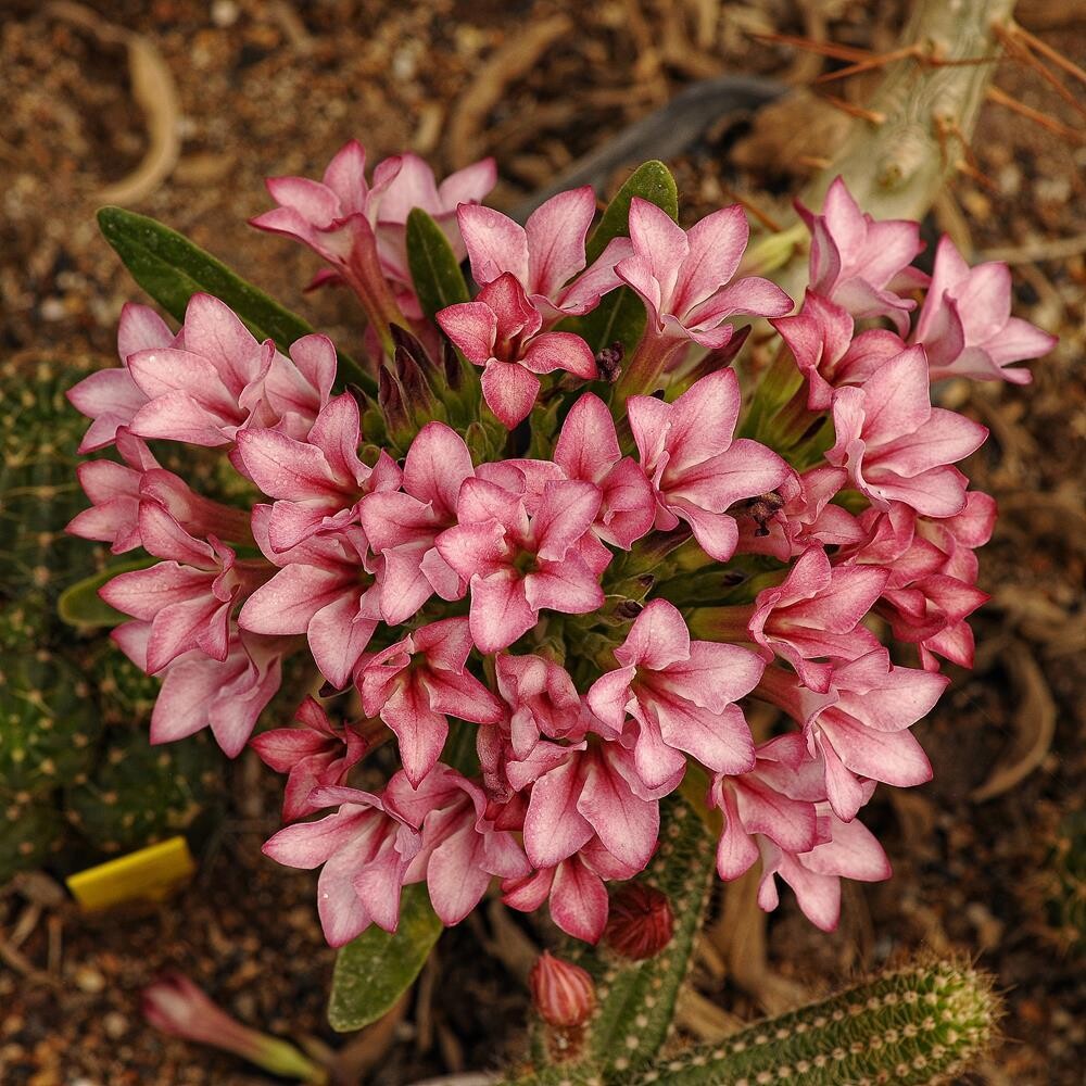 Pachypodium Arid Lands