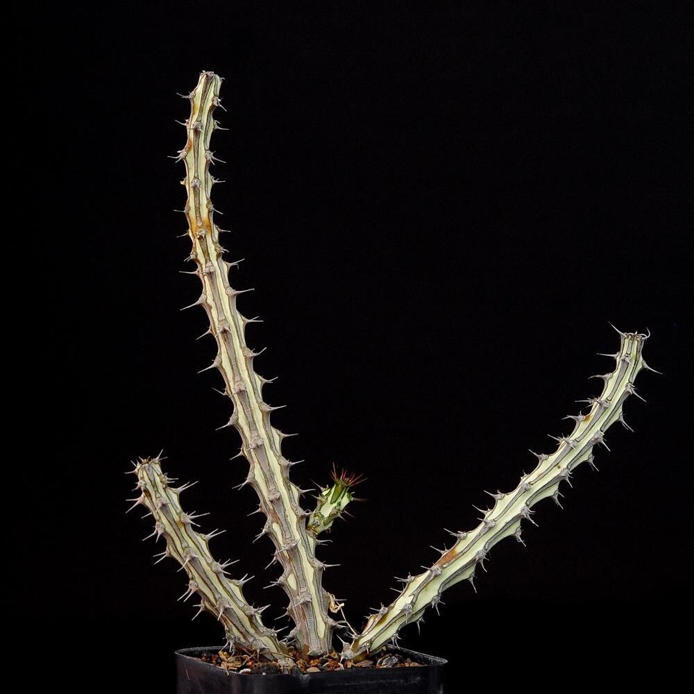 Euphorbia Sp Nova Somalia Hordio India's 1 Online Garden Store Buy Cactus & succulent Plants Euphorbia Sp Nova Somalia Hordio India's 1 Online Garden Store Buy Cactus & succulent Plants