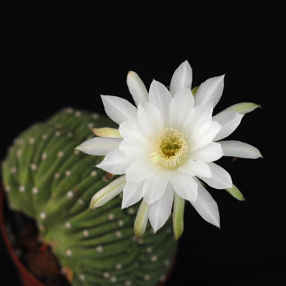 Echinopsis subdenudata forma crest