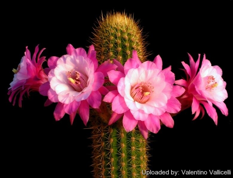 Akersia Cultivar Otto Schultz Hybrid Cactus With Pink Flowers