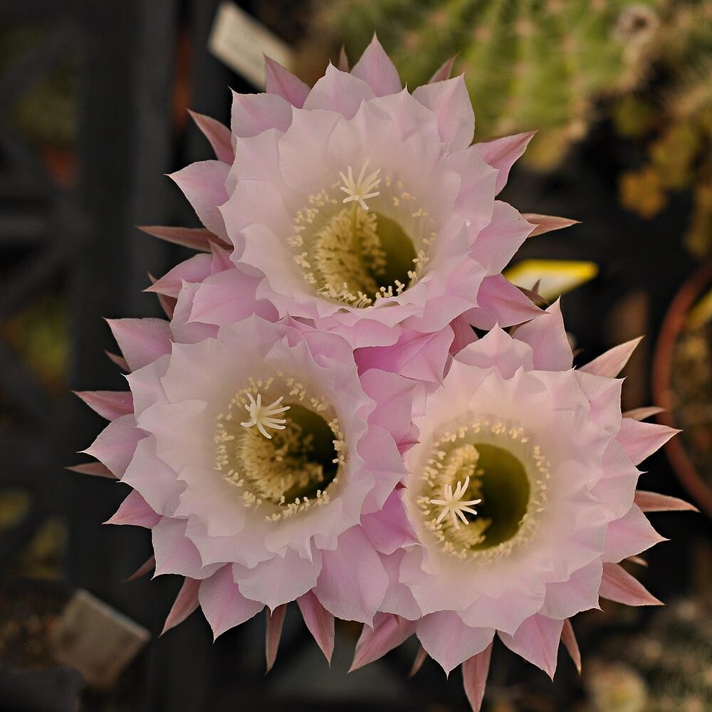 Echinopsis Hybrid Statesman Echinopsis Hybrid Statesman has bicolored white and pink outer petals but its distinct features are its broader.