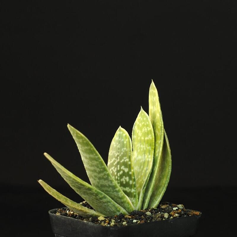 Gasteria brachyphylla 'Limey'