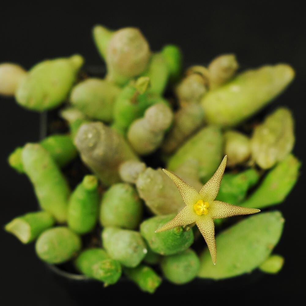 Piaranthus cornutus var. ruschii