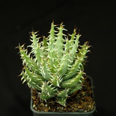 Aloe melanacantha var. erinacea