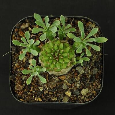 Euphorbia cv. Cocklebur ( Euphorbia x japonica)