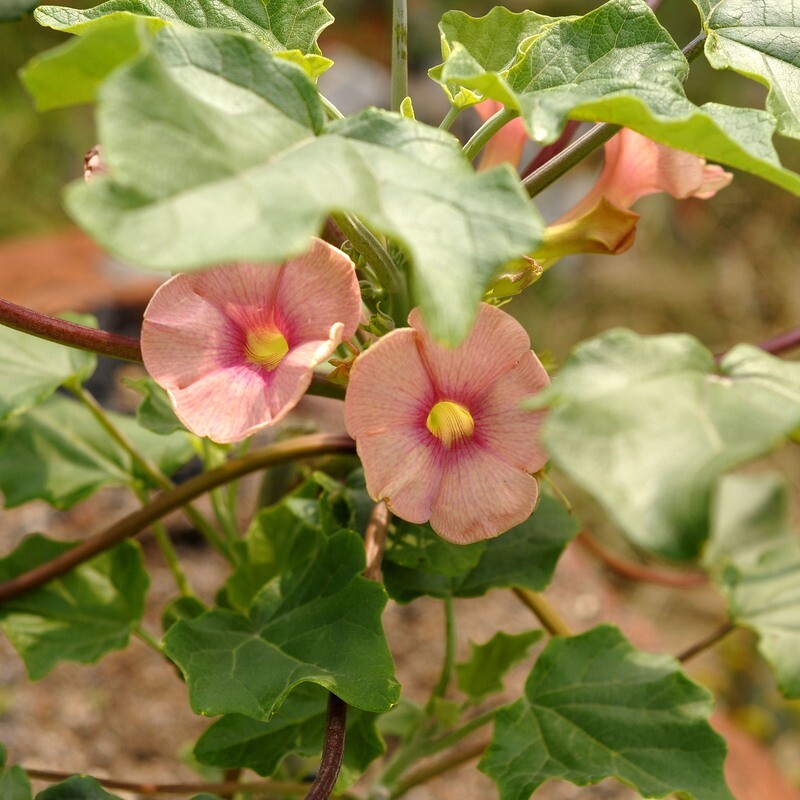 Uncarina hybrid  Grafted Plant (PP Shade 013)