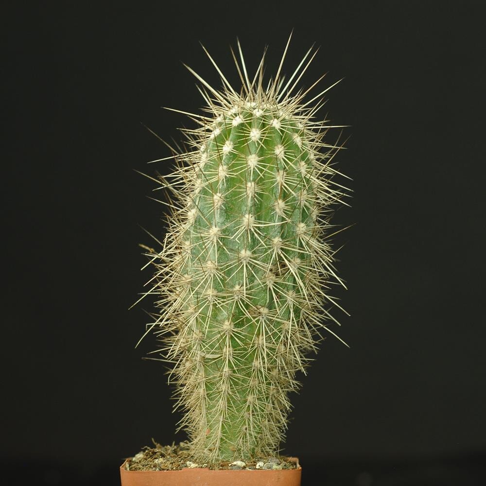 Pachycereus Pringlei
