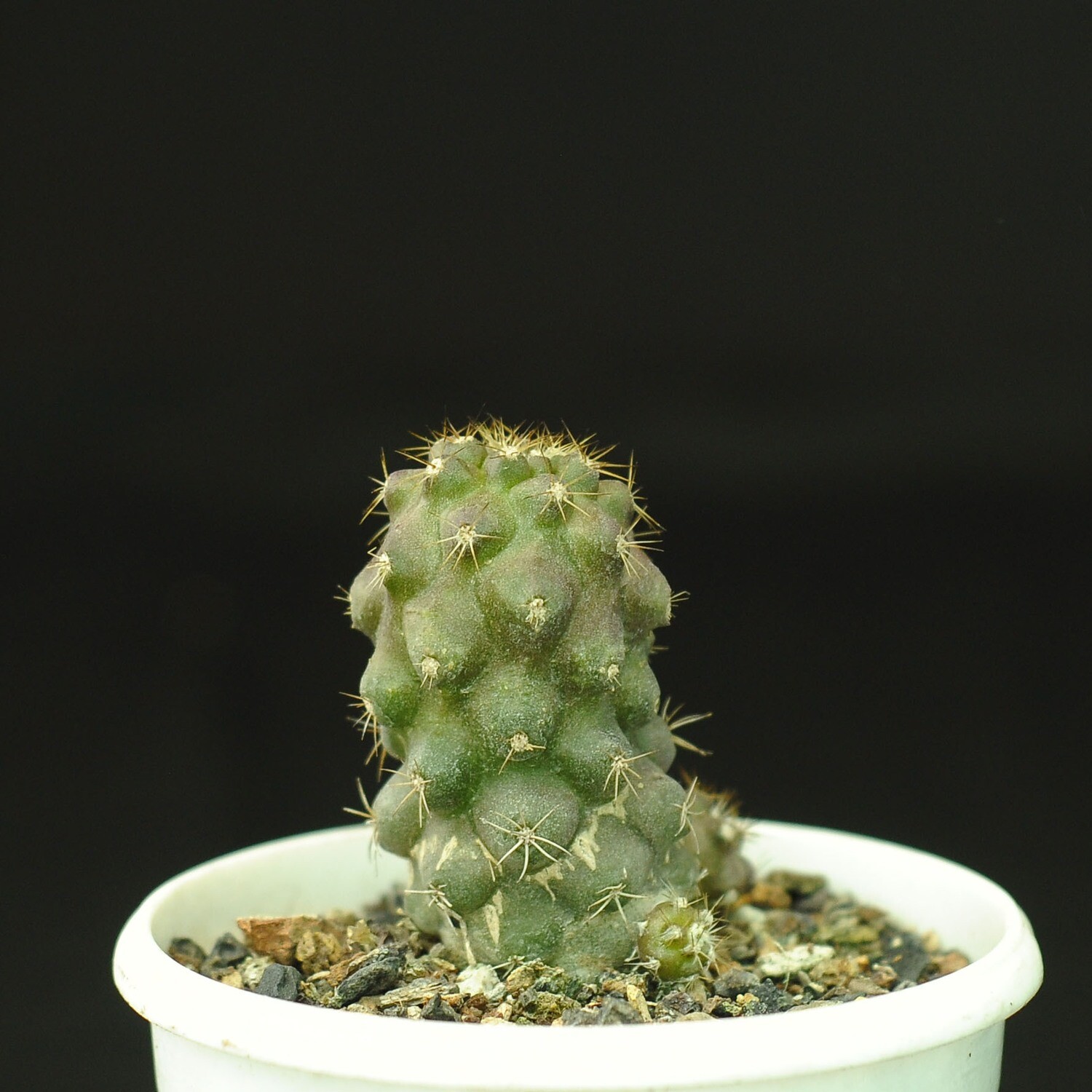 Copiapoa Marginata