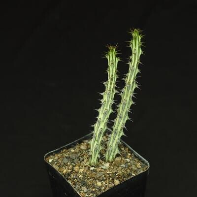 euphorbia sp.nova somalia ユーフォルビア Euphorbia Sp Nova Somalia