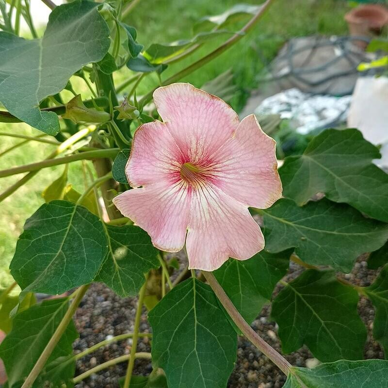 Uncarina hybrid  Grafted Plant