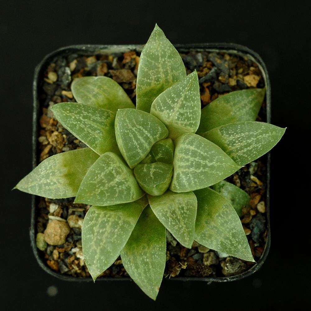 Haworthia sp