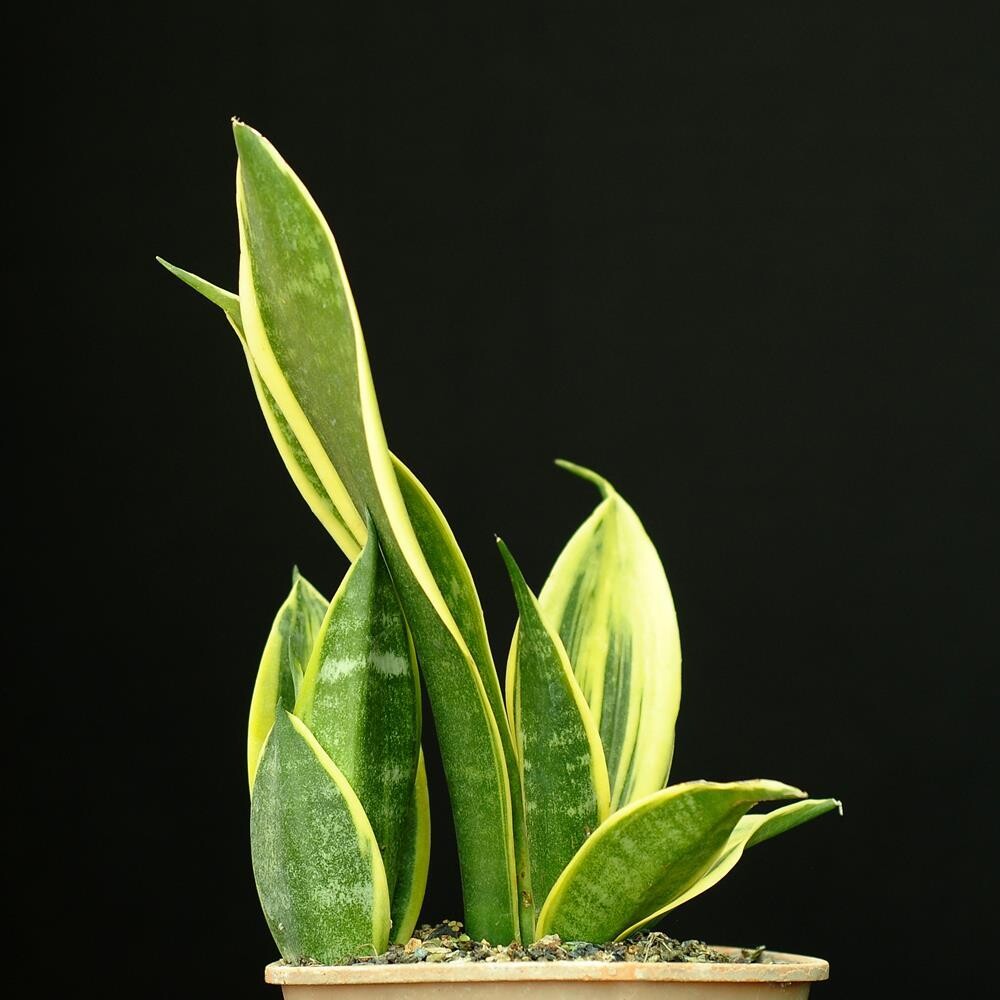 Sansevieria trifasciata