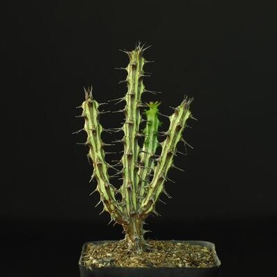Euphorbia Sp Nova Somalia Hordio Rooted