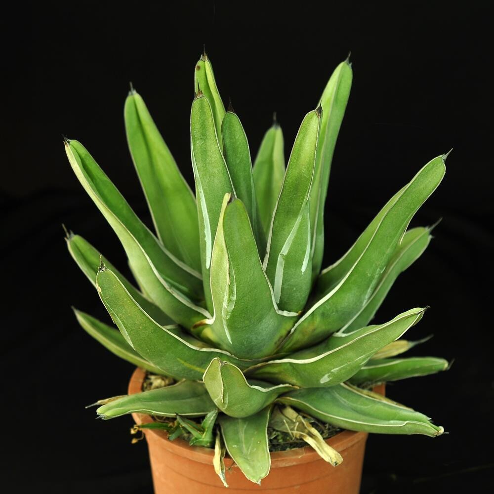 Pic of Specimen Plant. For Display purpose only