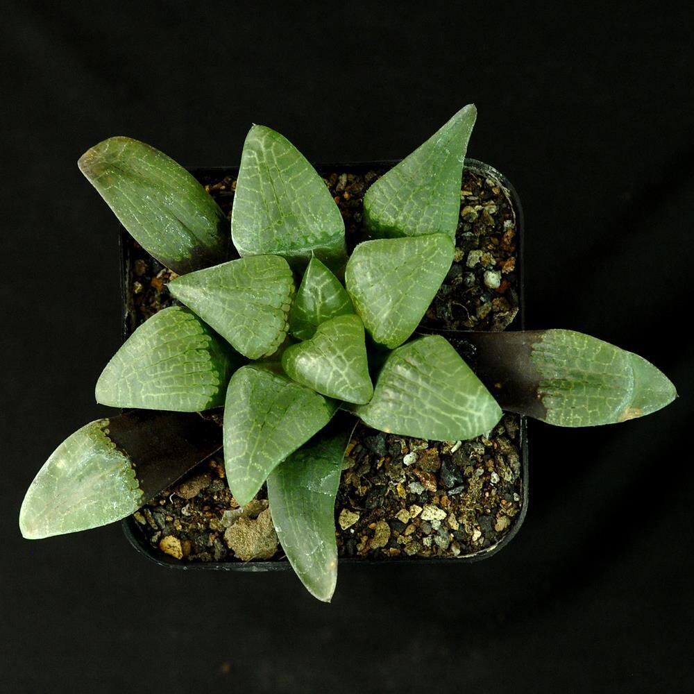 Haworthia comptoniana Crystal India's 1 Online Garden Store Buy Cactus & succulent Plants