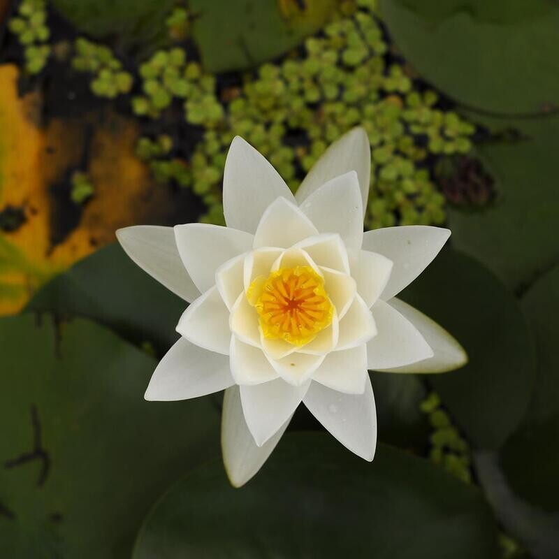 Siam Jasmine (Water lily)