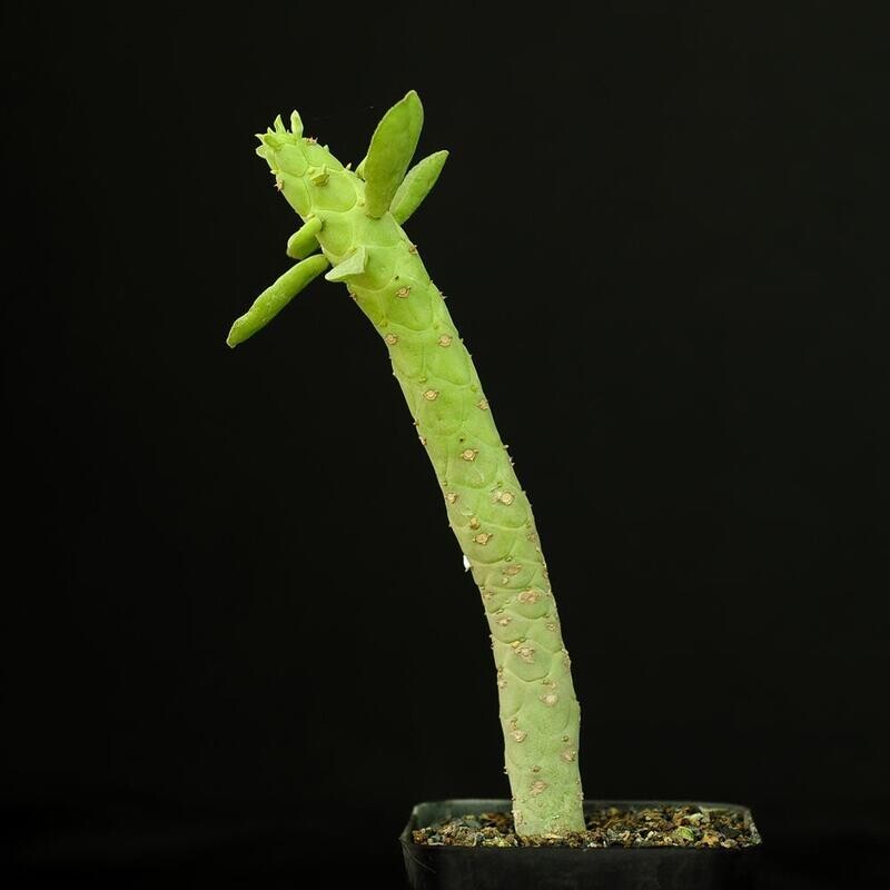 Monadenium lugardiae