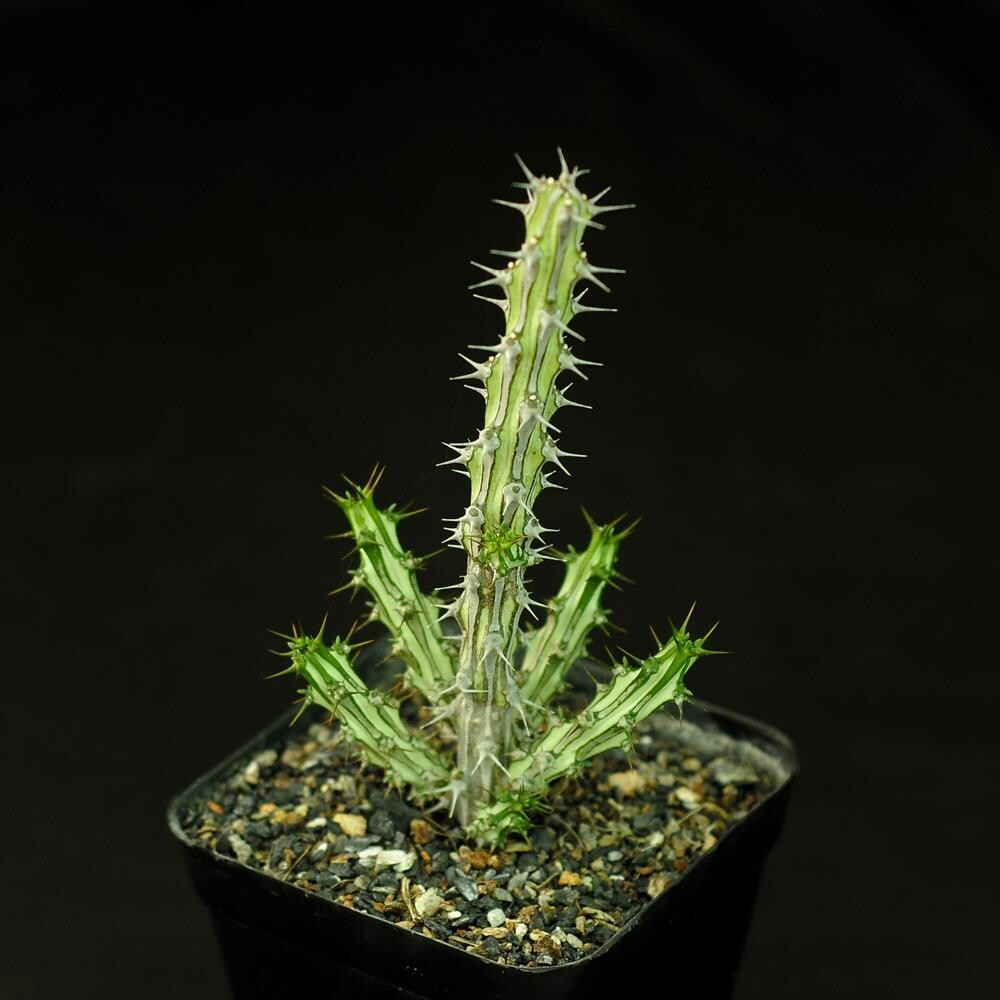 Euphorbia Sp Nova Somalia Hordio India's 1 Online Garden Store Buy Cactus & succulent Plants Euphorbia Sp Nova Somalia Hordio India's 1 Online Garden Store Buy Cactus & succulent Plants