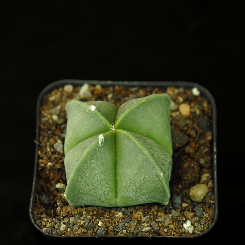 Astrophytum myriostigma nudum quadricostatum