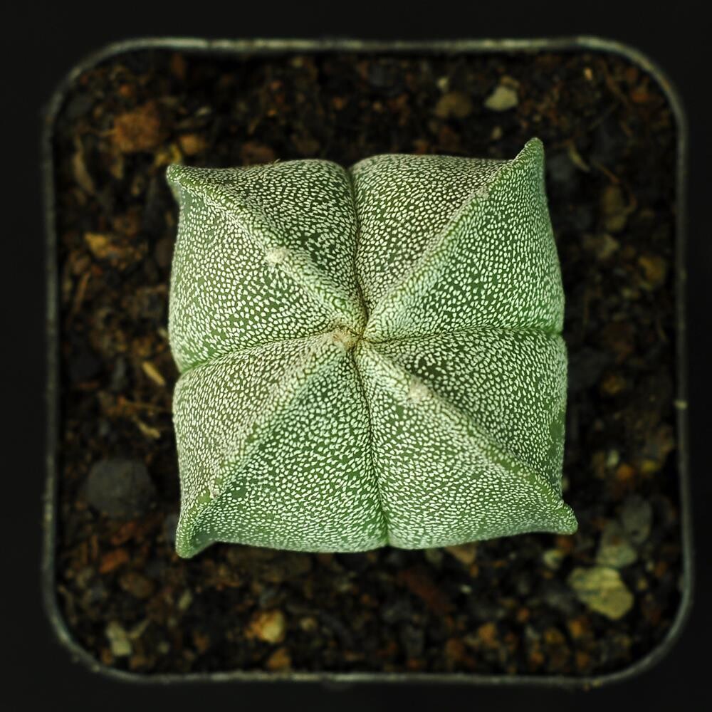Astrophytum myriostigma quadricostatum-Top view