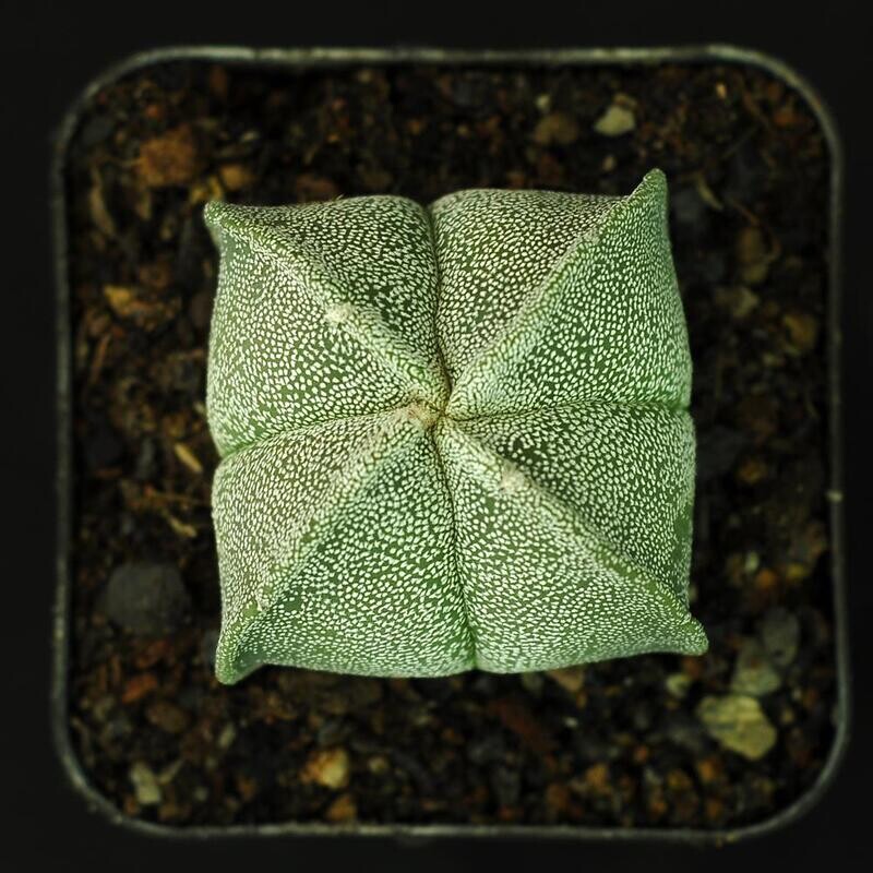 Astrophytum myriostigma quadricostatum-Top view