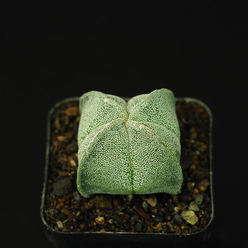 Astrophytum myriostigma quadricostatum